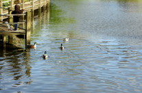 Eendjes voeren